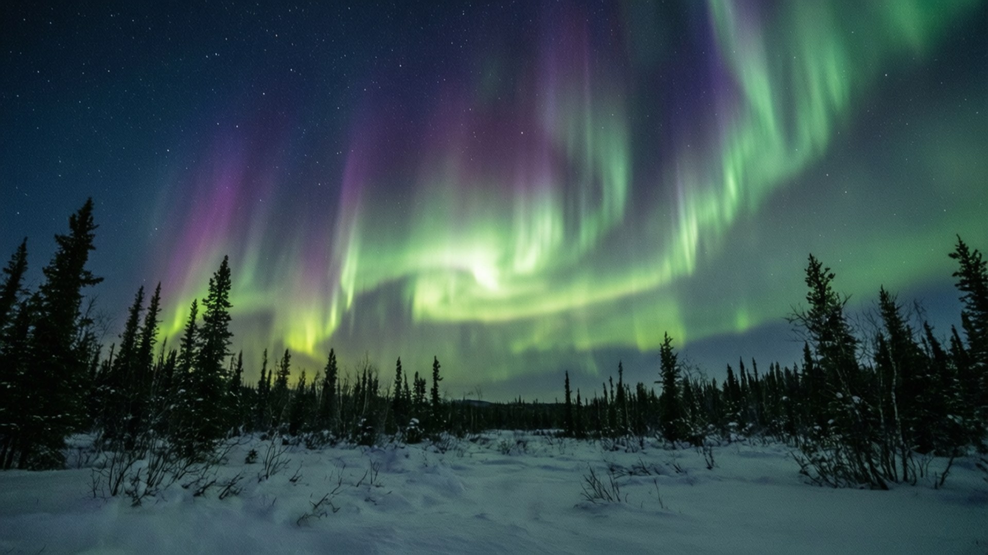 Alaska Aurora Borealis 壁紙 — 充滿活力的綠色和紫色極光在雪覆蓋的森林上方的星空夜空中舞動。