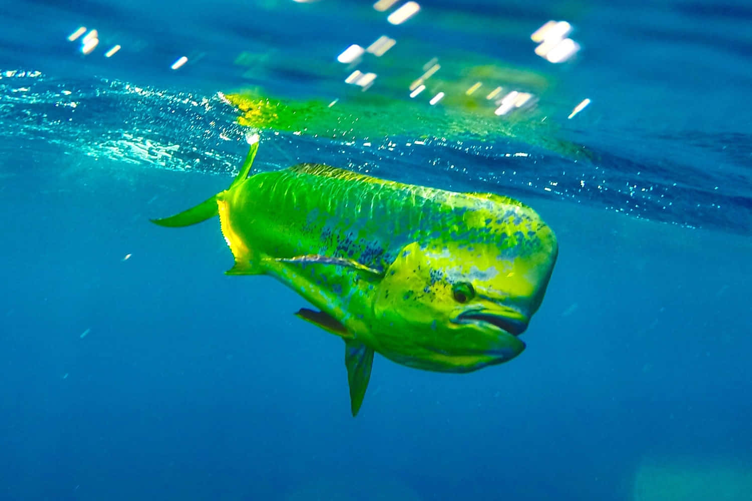  壁紙 — 一條充滿活力的綠色和黃色鬼頭刀魚在明亮的藍色海洋光線下，優雅地在水面附近滑行。
