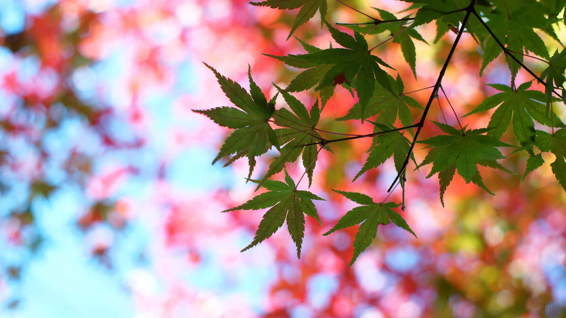  壁紙 — 充滿活力的綠色楓葉在紅色和藍色秋日天空的夢幻散景背景下清晰對焦懸掛。