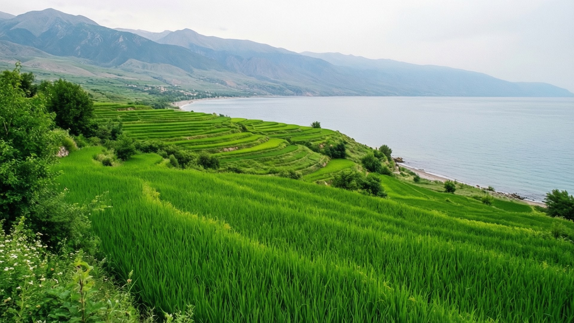 Caspian Rice Terraces 壁紙 — 充滿活力的綠色梯田沿著山坡傾瀉而下，朝向平靜的藍色大海，遠處有山脈，天空多雲。