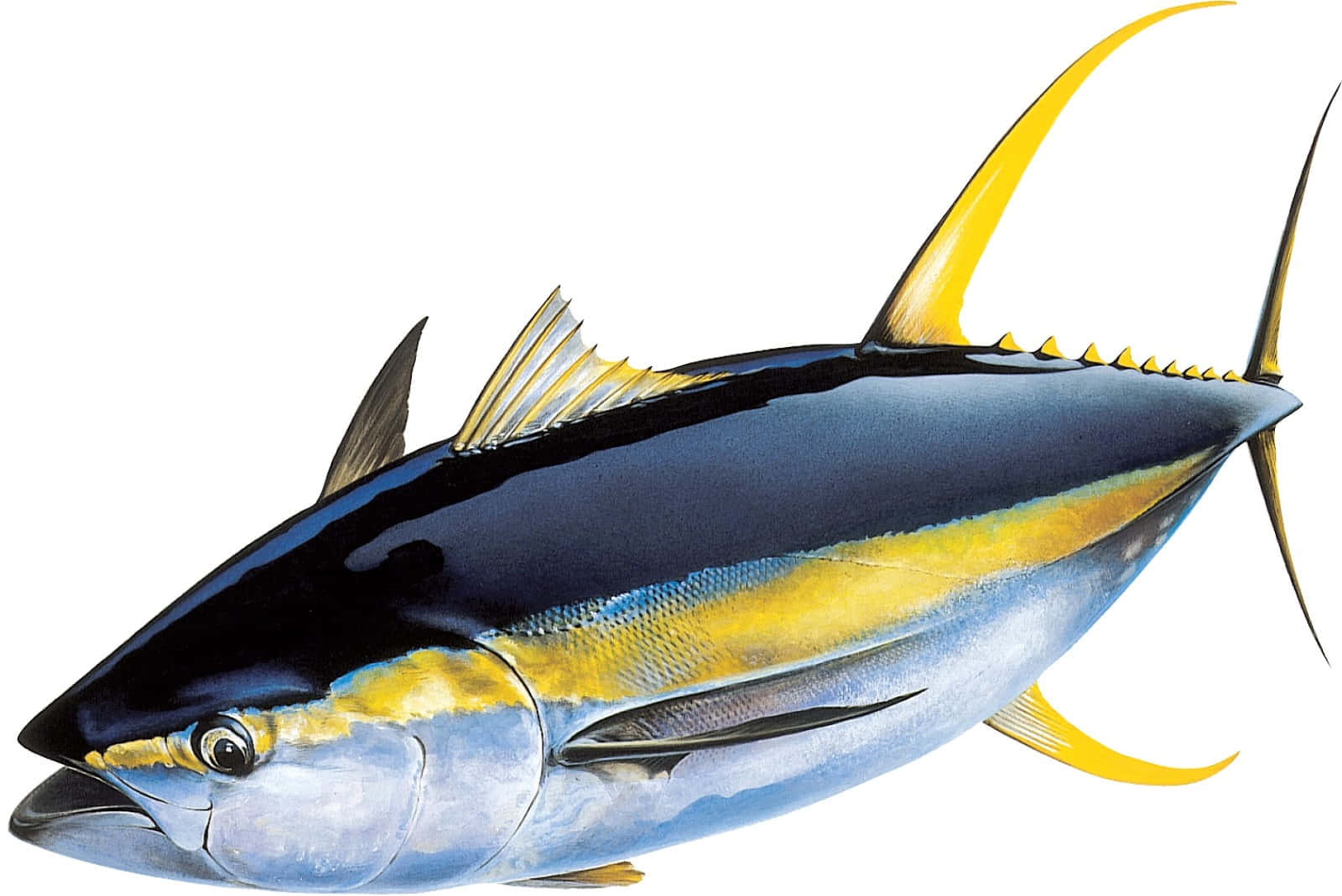  壁紙 — 一幅充滿活力的黃鰭鮪魚插圖，帶有流暢的藍色和黃色條紋，背景為純白色。