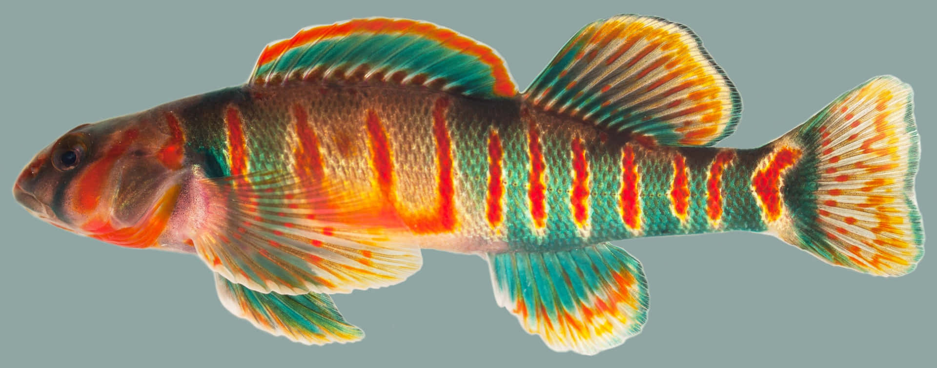  壁紙 — 一條色彩鮮豔、圖案複雜的魚，帶有火橙色和藍綠色魚鰭，在柔和的灰色背景中游動。