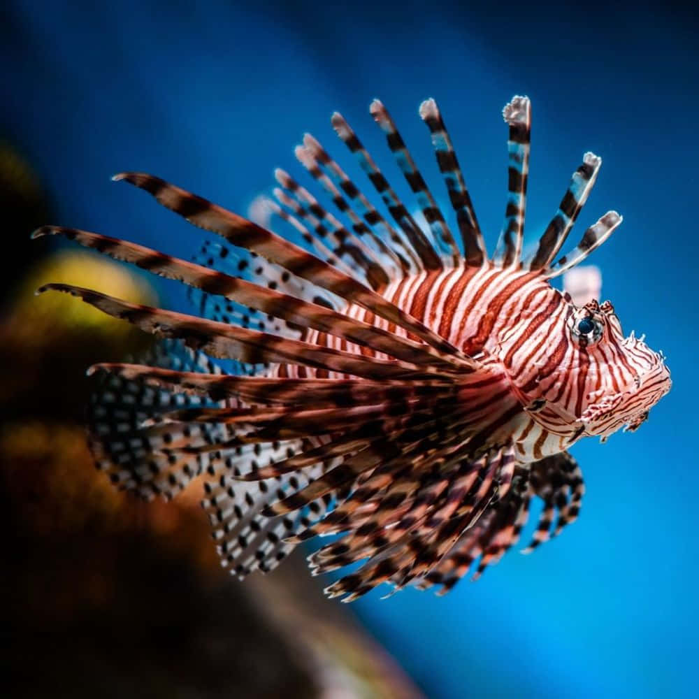  壁紙 — 一條充滿活力的獅子魚，帶有鮮明的紅、白、黑條紋，在深藍色的水下背景中優雅地游動。