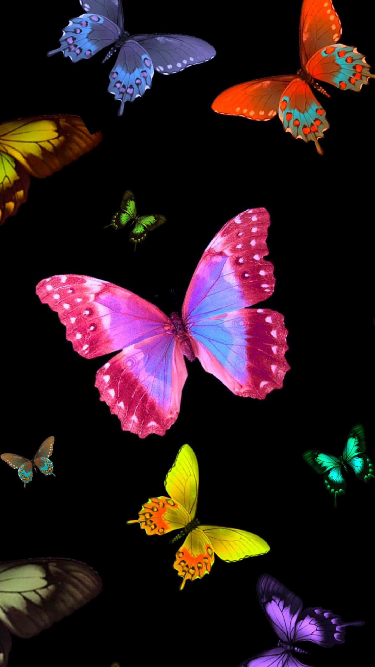 Butterfly Art 桌布 壁紙 — 色彩繽紛的蝴蝶帶有虹彩翅膀，在純黑背景前翩翩起舞。