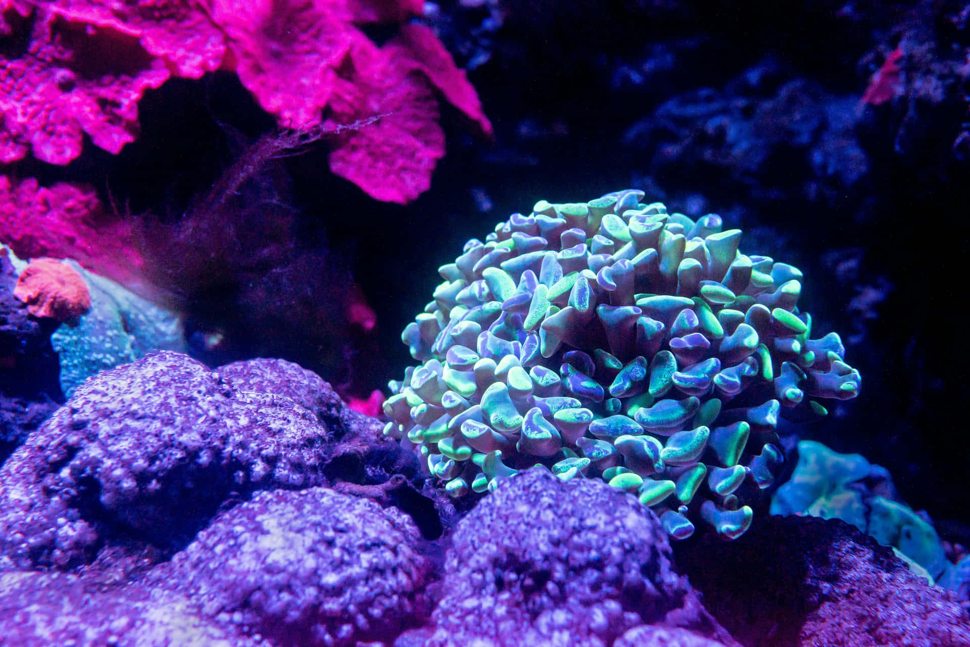  壁紙 — 充滿活力的霓虹珊瑚和岩石在水族箱燈光下發光，形成色彩繽紛的水下場景。