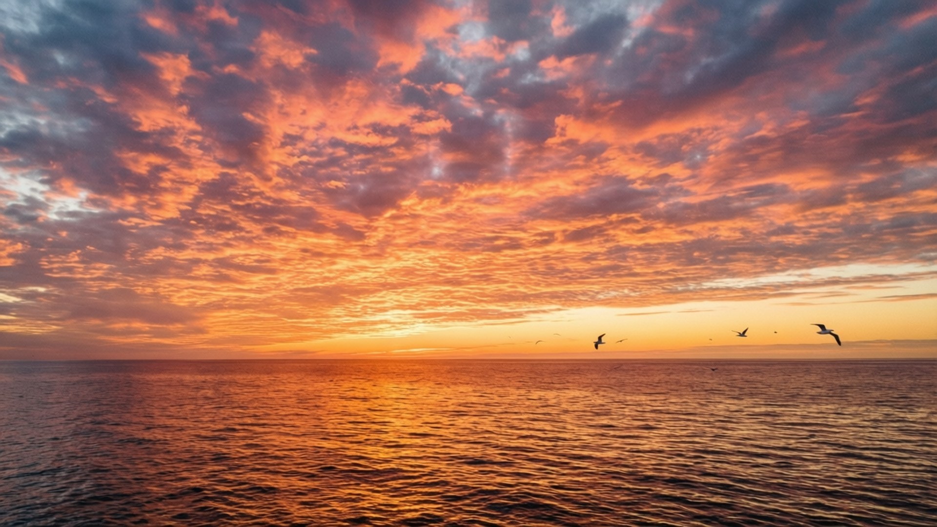 Sunset Ocean Sky 壁紙 — 鮮豔的橙色和粉紅色雲彩在平靜的海洋上劃過，鳥兒在日落時分靠近地平線滑翔。