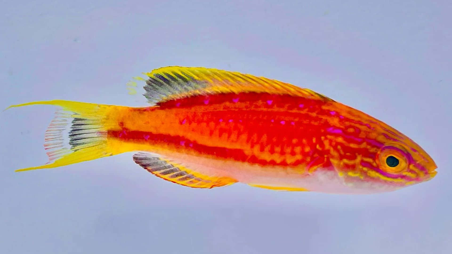 Wrasse 桌布 壁紙 — 一條鮮豔的橙色和黃色魚，帶有粉紅色斑點，在柔和的藍色背景下游泳。
