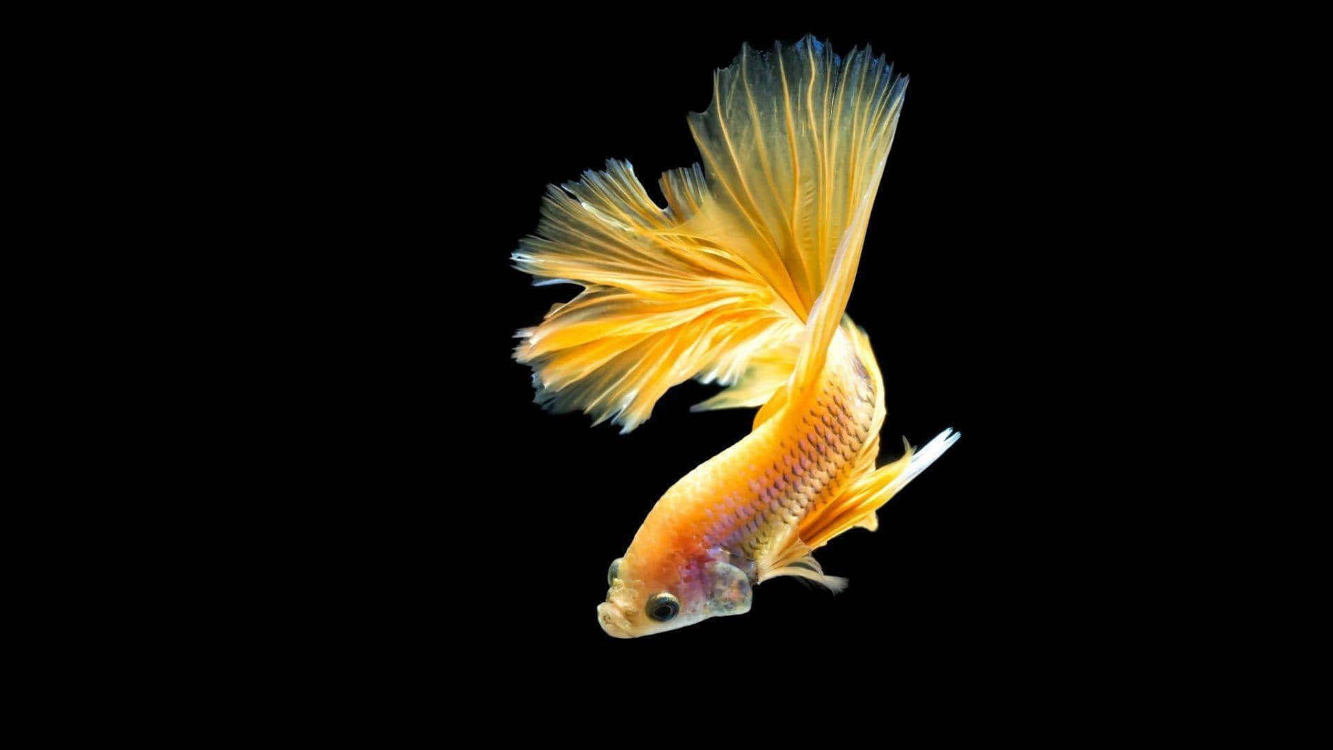  壁紙 — 一條鮮豔的橙色鬥魚，帶有流動的魚鰭，在純黑背景上優雅地滑行。