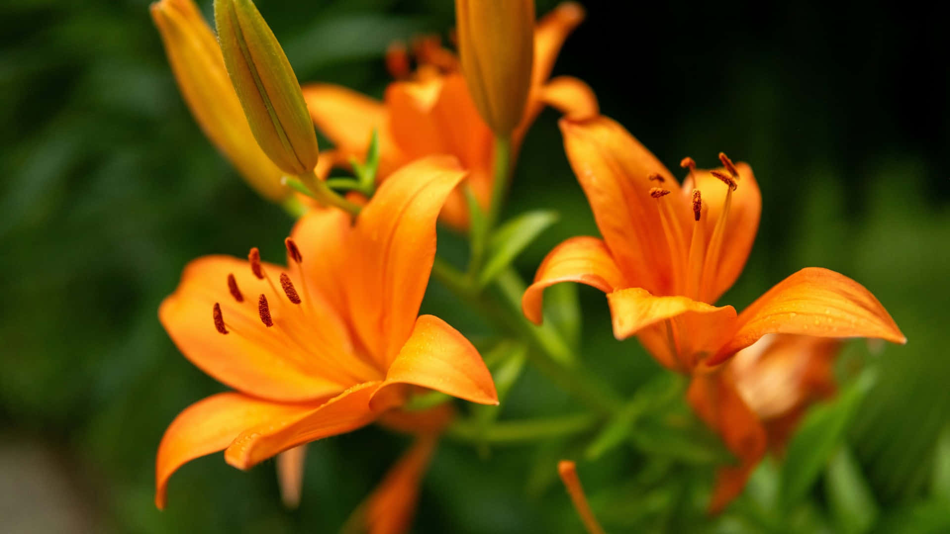  壁紙 — 鮮豔的橙色百合花盛開，花瓣精緻，雄蕊深色，背景是茂密的綠色模糊背景。