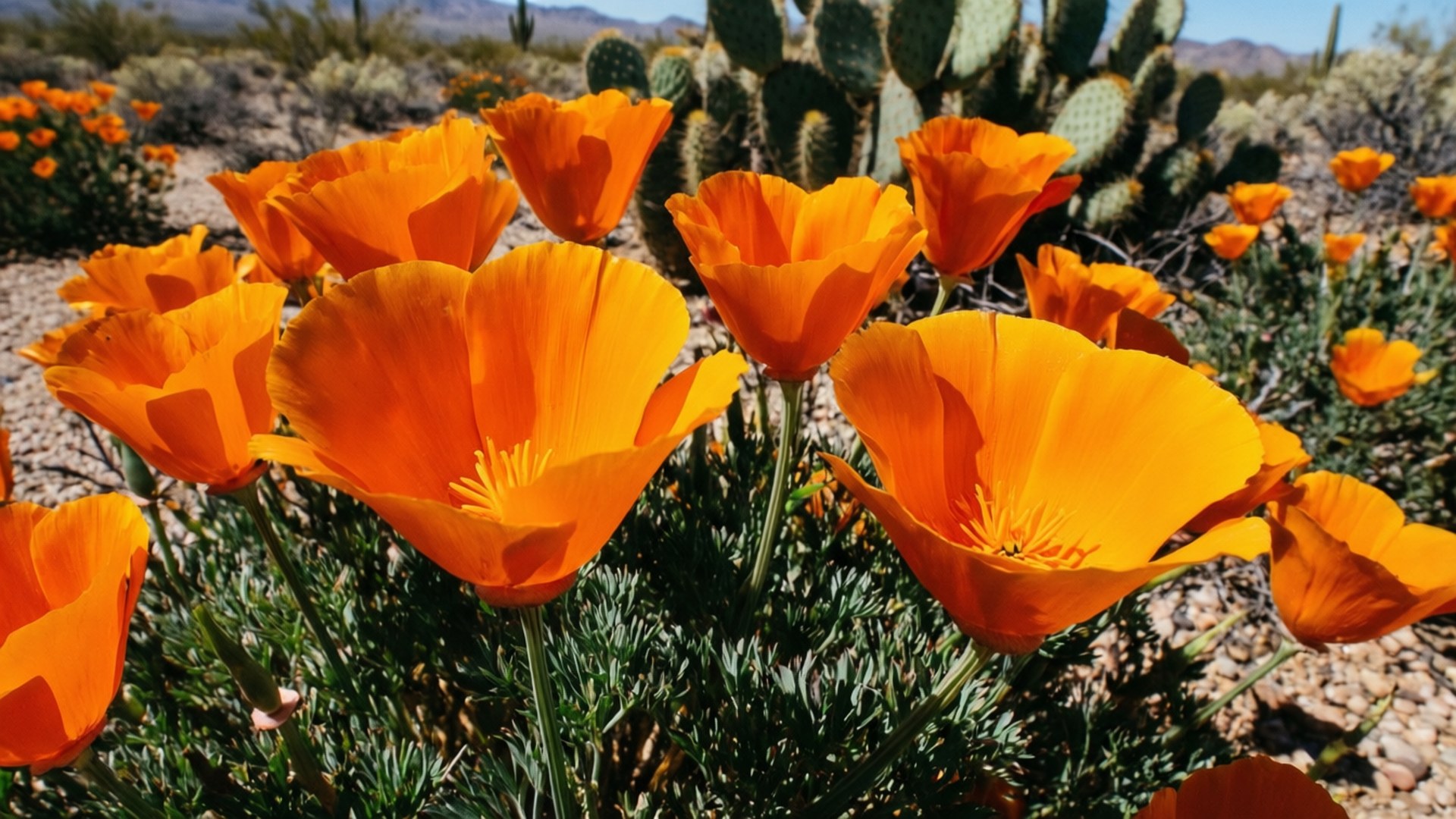 California Poppies 壁紙 — 鮮豔的橙色罌粟花在陽光明媚的沙漠景觀中盛開，周圍有綠色仙人掌和遠處的山脈。