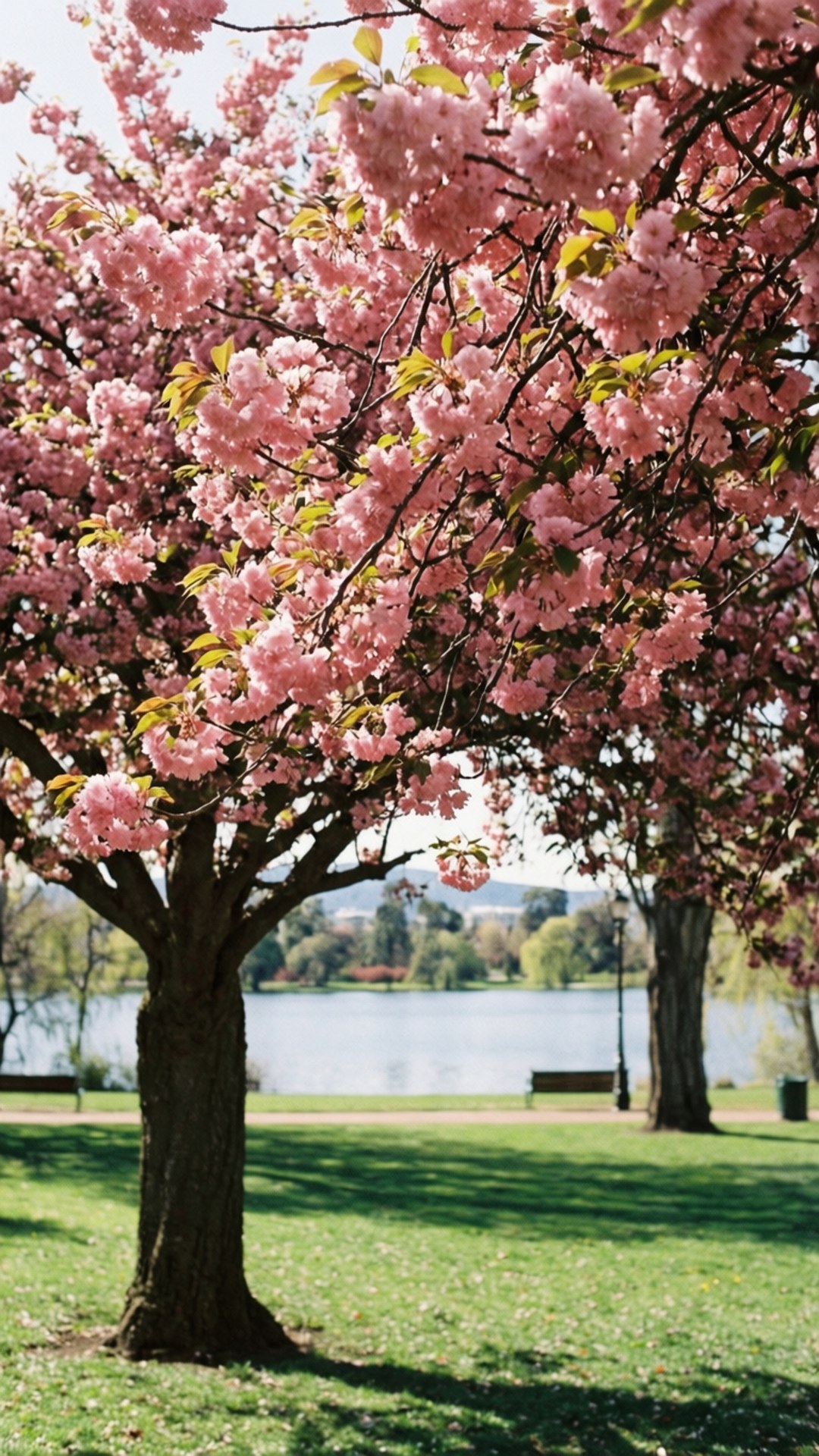 Spring Cherry Blossoms 壁紙 — 一棵充滿活力的粉紅色櫻花樹矗立在陽光明媚的公園中，背景是平靜的湖泊和遠處的山丘。