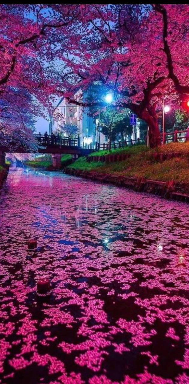 夜晚街燈下，粉紅櫻花漂浮在運河上。 — 日本櫻花 壁紙