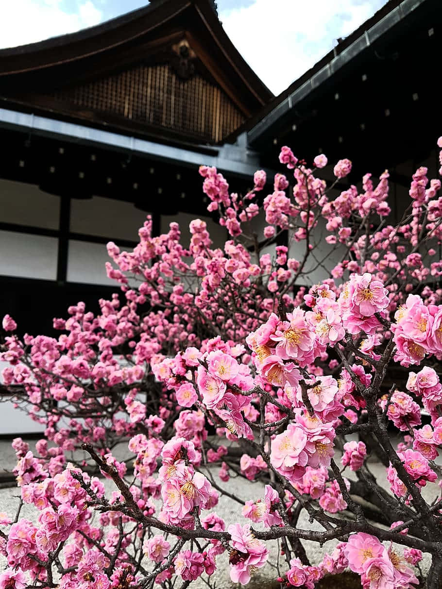  壁紙 — 鮮豔的粉紅色櫻花在傳統日本寺廟的木製屋簷前的深色樹枝上密集盛開。