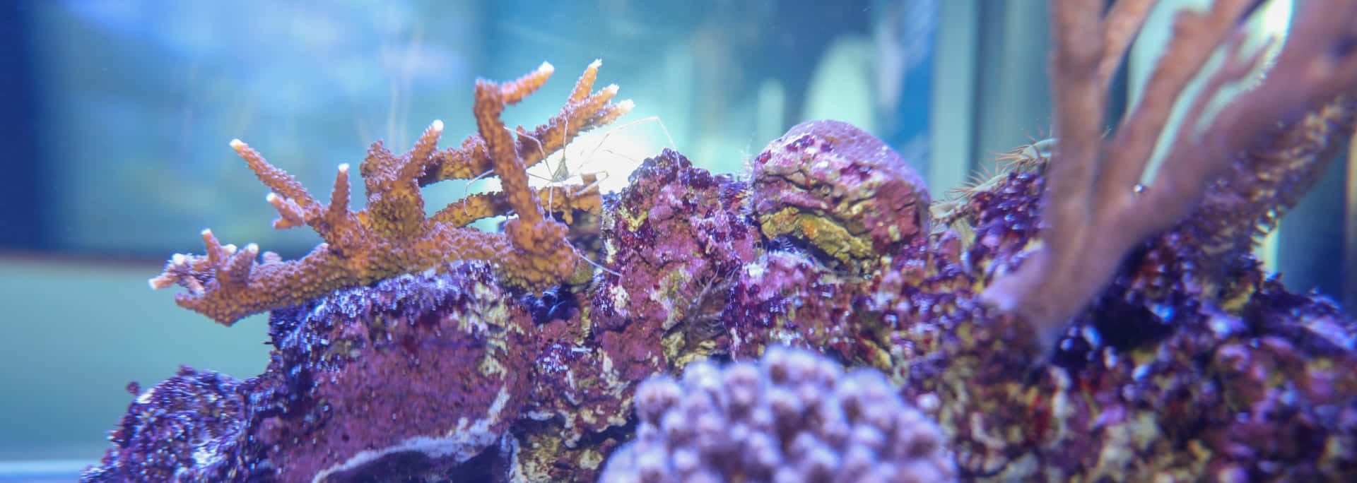  壁紙 — 充滿活力的紫色和橙色珊瑚結構在清澈的水族箱中，在柔和的藍色燈光下茁壯成長。