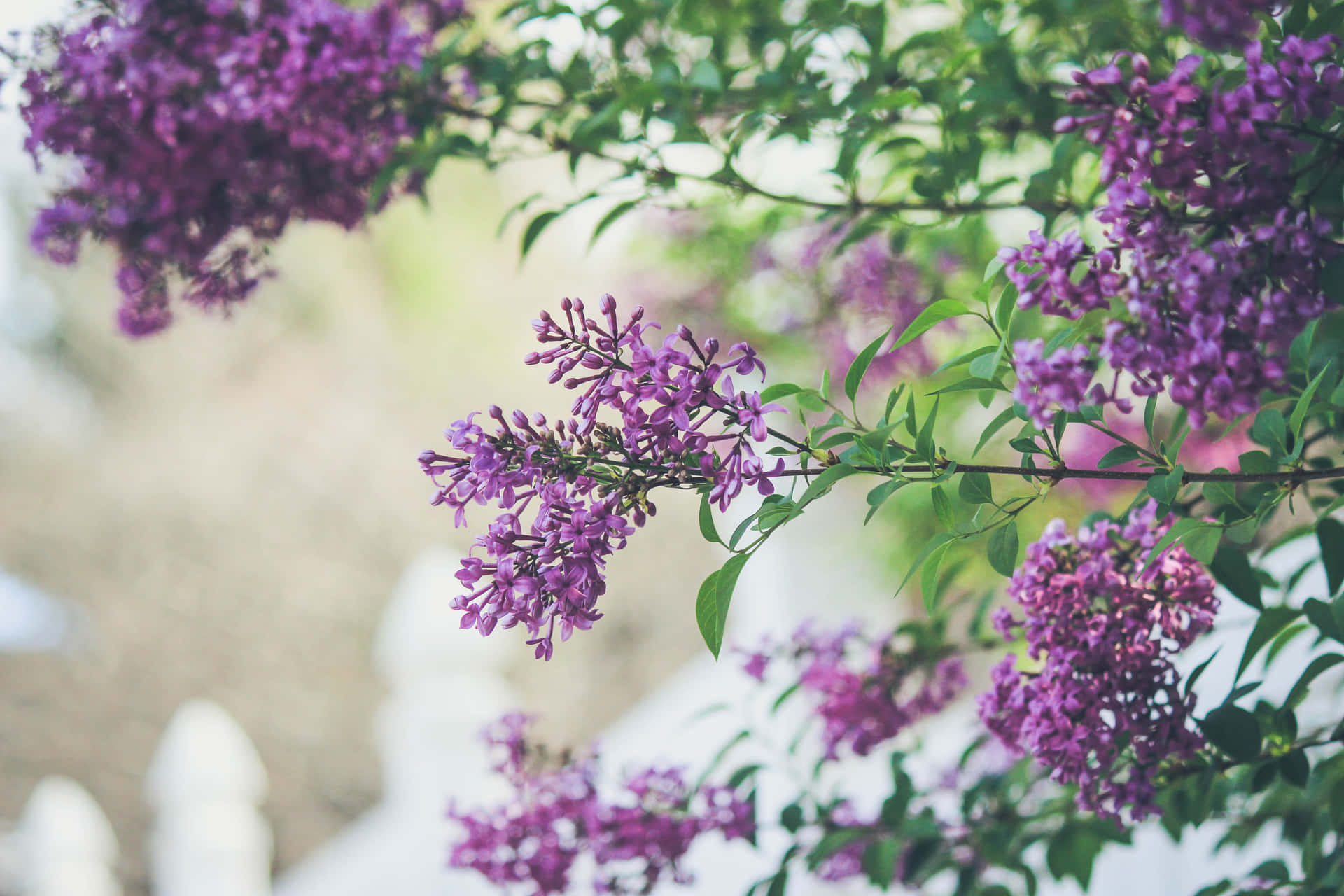 紫色丁香花在綠色莖幹上盛開，背景柔和模糊。 — Google 壁紙