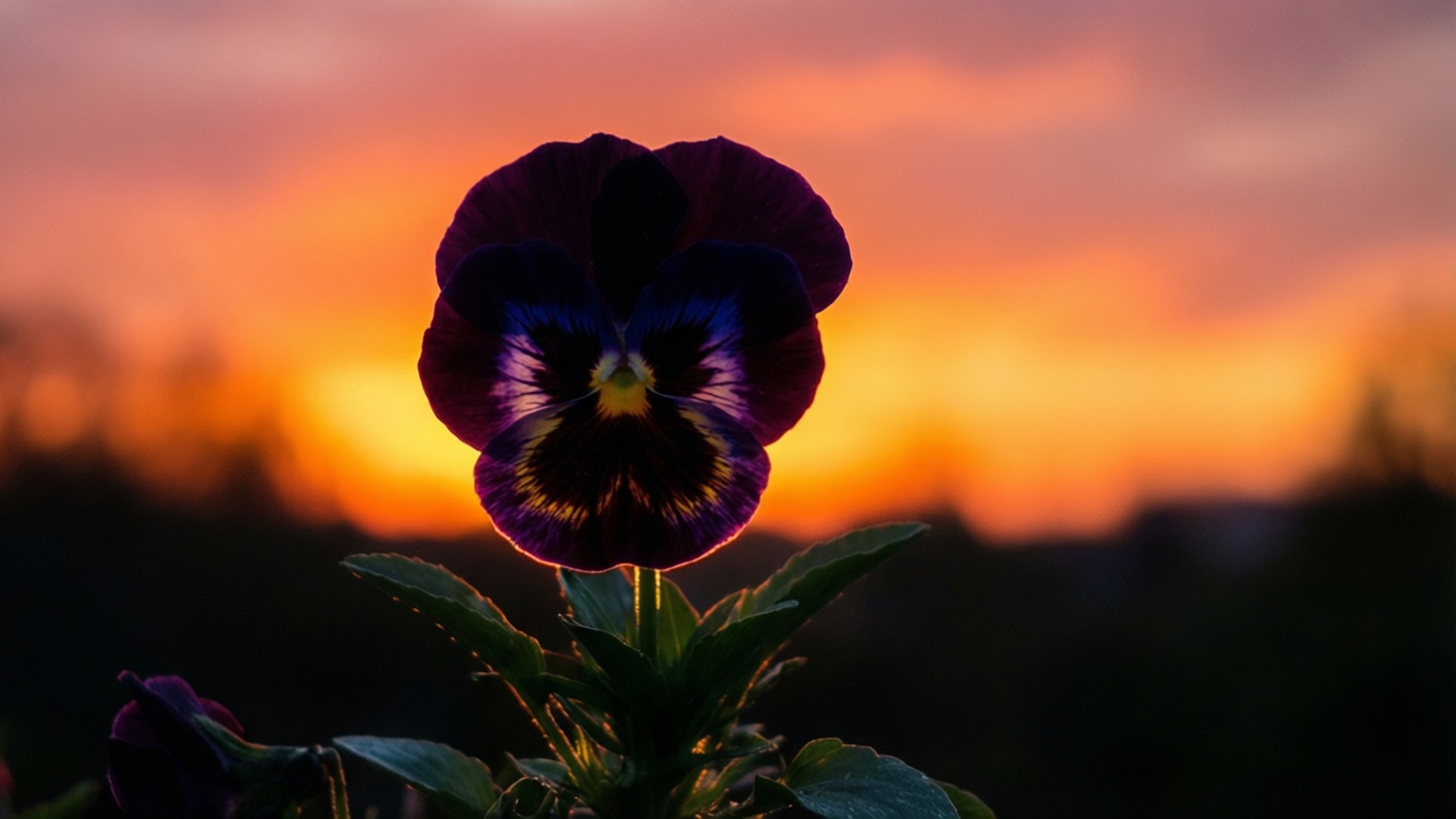 Pansy Sunset Silhouette 壁紙 — 一朵充滿活力的紫色三色堇，帶有黃色中心，在火熱的橙色和粉紅色日落天空下綻放。