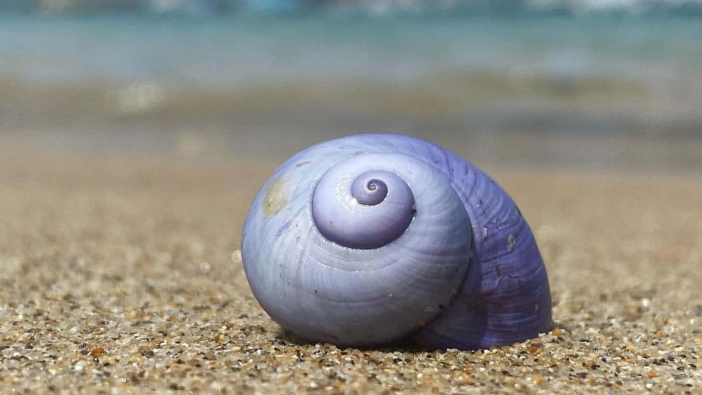  壁紙 — 一個充滿活力的紫色螺旋貝殼躺在金色沙灘上，背景中海浪輕輕拍打。