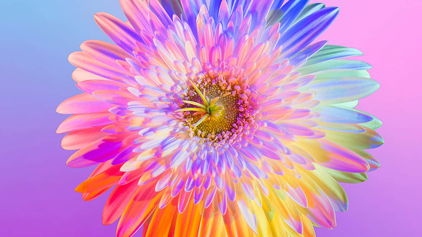  壁紙 — 一朵充滿活力的彩虹色非洲菊雛菊，帶有漸層花瓣，在柔和的紫色和粉紅色背景上綻放光芒。