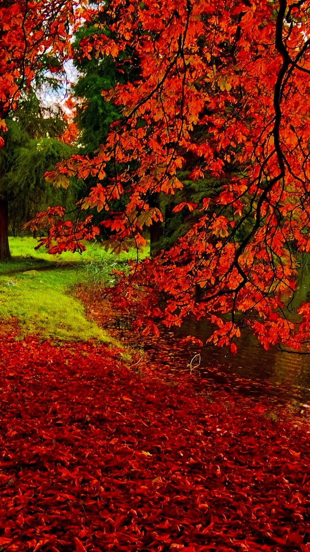 High Resolution Fall 桌布 壁紙 — 鮮豔的紅色秋葉如瀑布般落在寧靜的池塘上，落葉鋪滿了岸邊。
