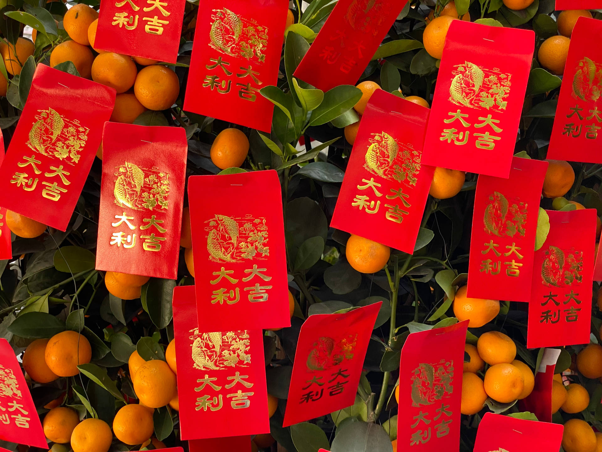 帶有金色中文字的紅色紅包袋掛在橙色金桔和綠葉之間。 — 春節 壁紙
