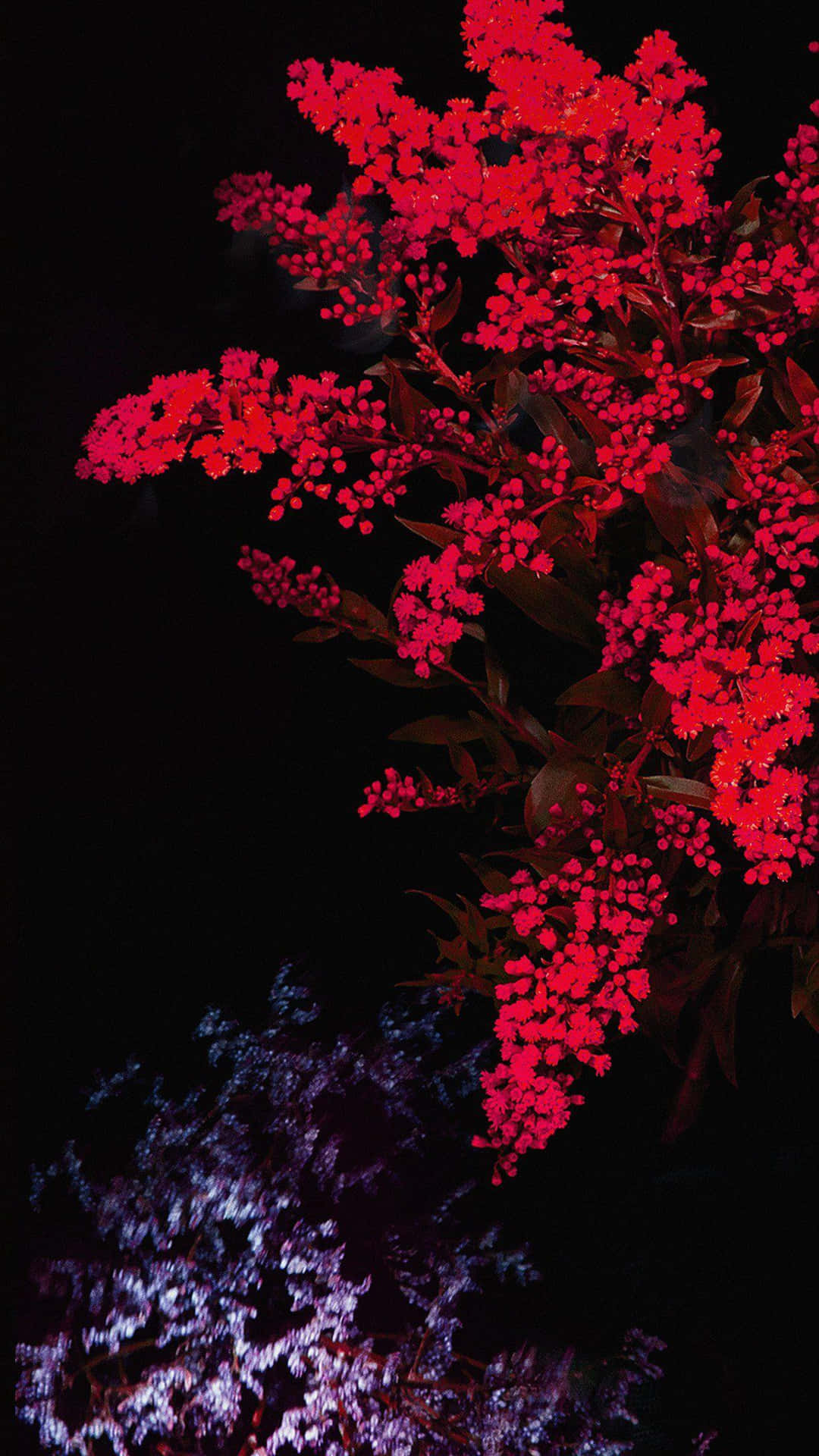  壁紙 — 鮮豔的紅色花朵在黑色夜空下綻放，下方有紫色燈光照亮的葉子，形成強烈對比。