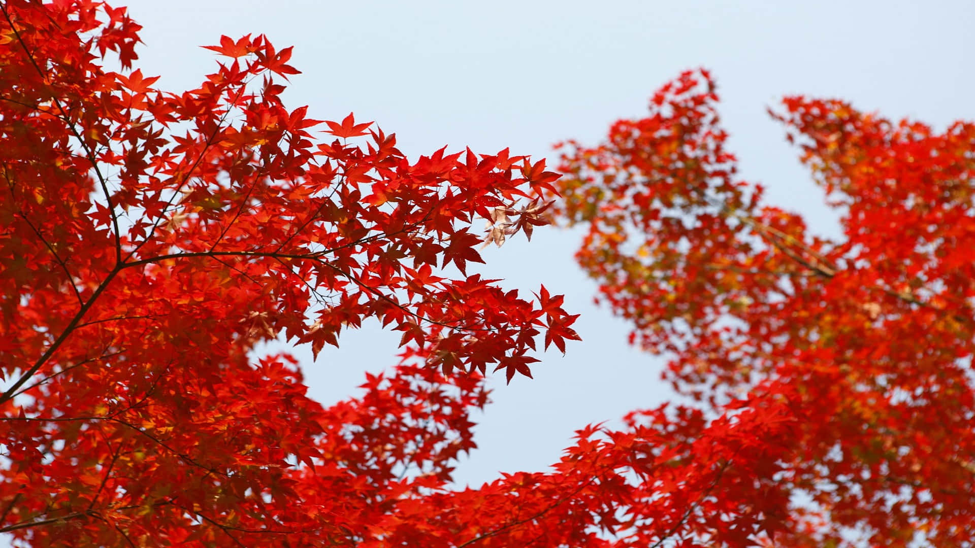  壁紙 — 鮮豔的紅色楓葉在淡藍色天空的襯托下層層疊疊，呈現出令人驚嘆的秋日景象。
