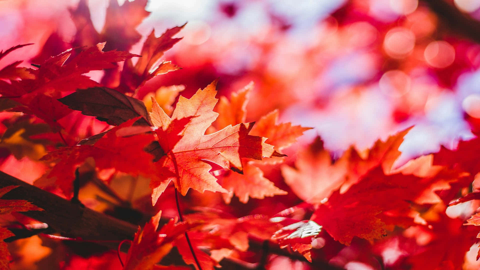  壁紙 — 鮮豔的紅色楓葉在柔和模糊的秋日背景和散景高光中，以銳利的焦點閃耀。