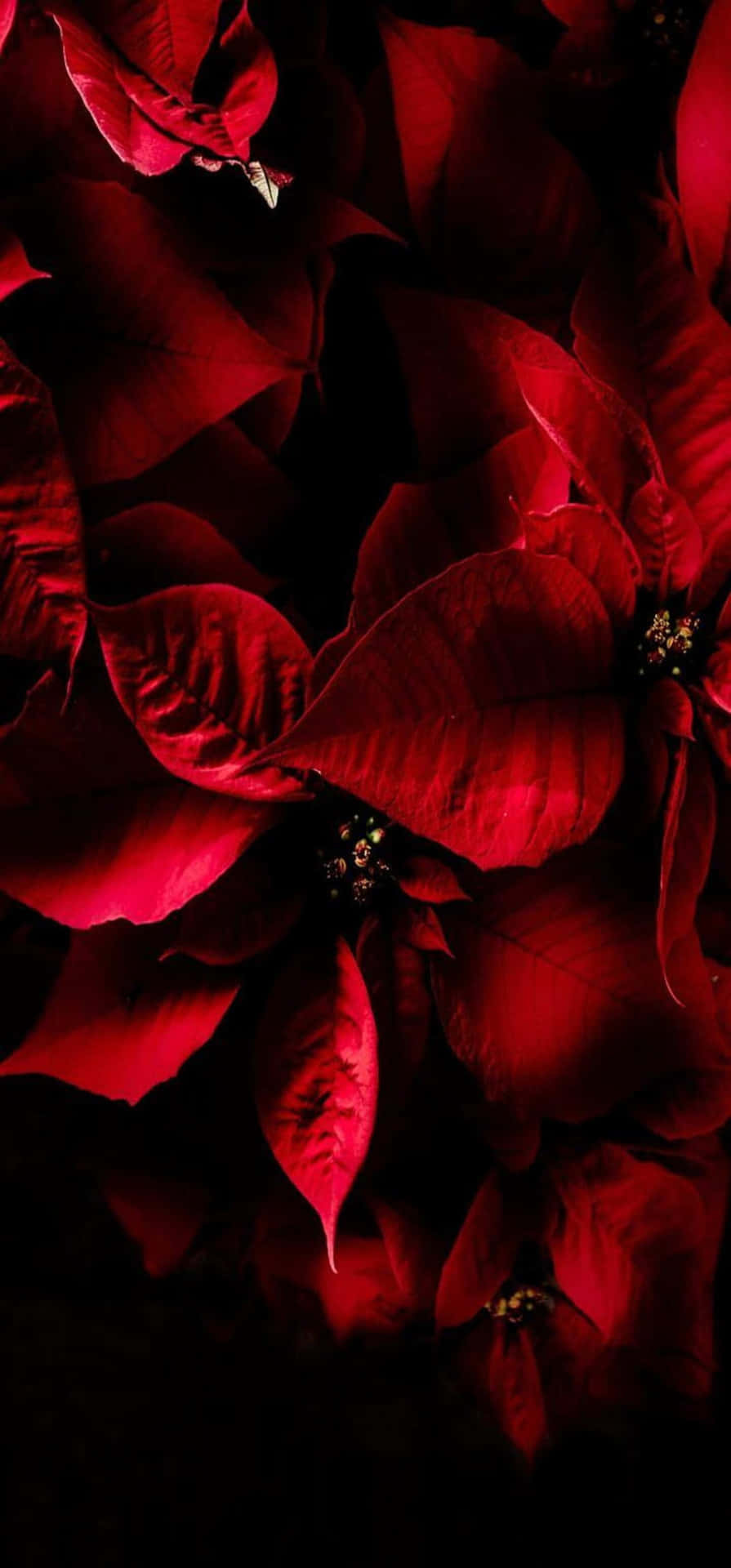  壁紙 — 鮮豔的紅色聖誕紅苞片在深黑色背景下閃耀，呈現戲劇性的特寫。