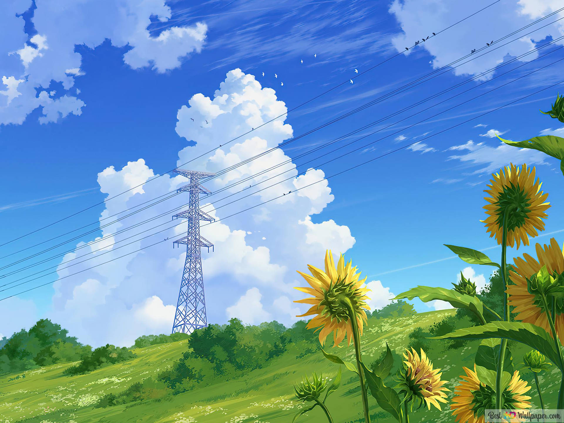 藍天白雲和電線塔下的山丘上的向日葵。 — iPad 壁紙