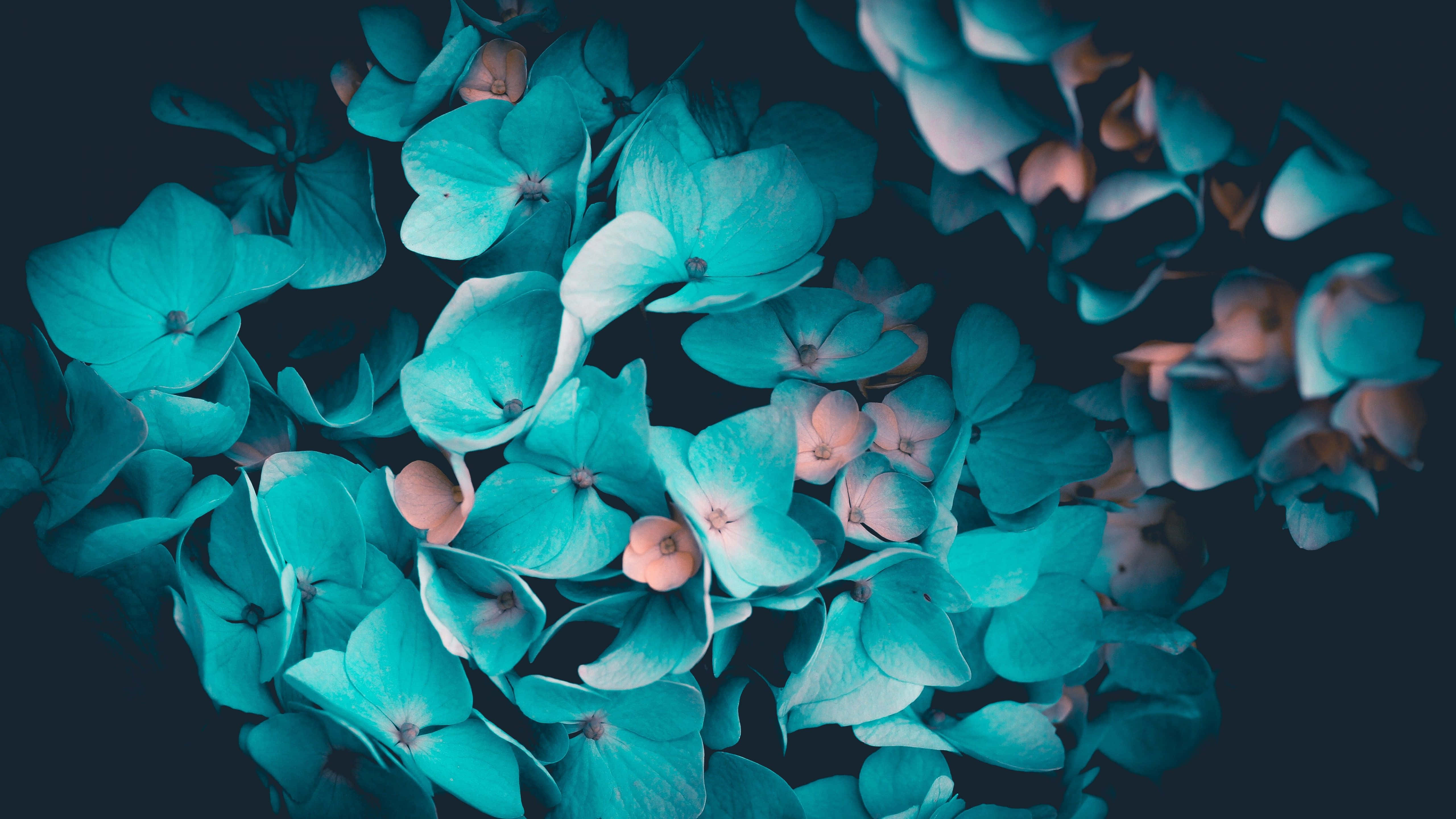 Teal Blue 桌布 壁紙 — 鮮豔的綠松色繡球花，帶有柔和的粉紅色中心，簇擁在深海軍藍色背景上。