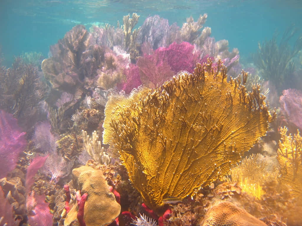  壁紙 — 充滿活力的海底珊瑚礁，金色扇形珊瑚和粉紫色軟珊瑚在清澈的碧綠海水中閃耀。