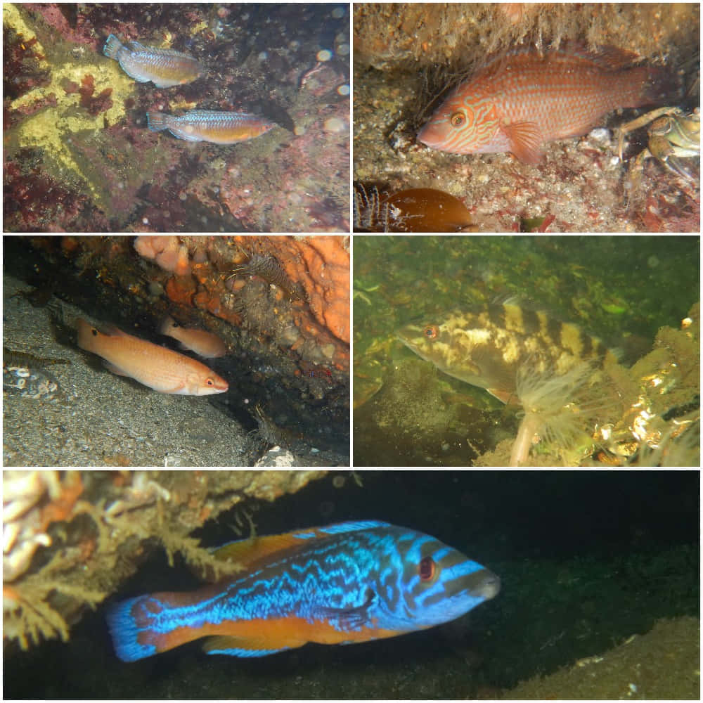 Wrasse 桌布 壁紙 — 充滿活力的海底場景，色彩繽紛的隆頭魚在清澈的海水中於珊瑚和岩石間游動。