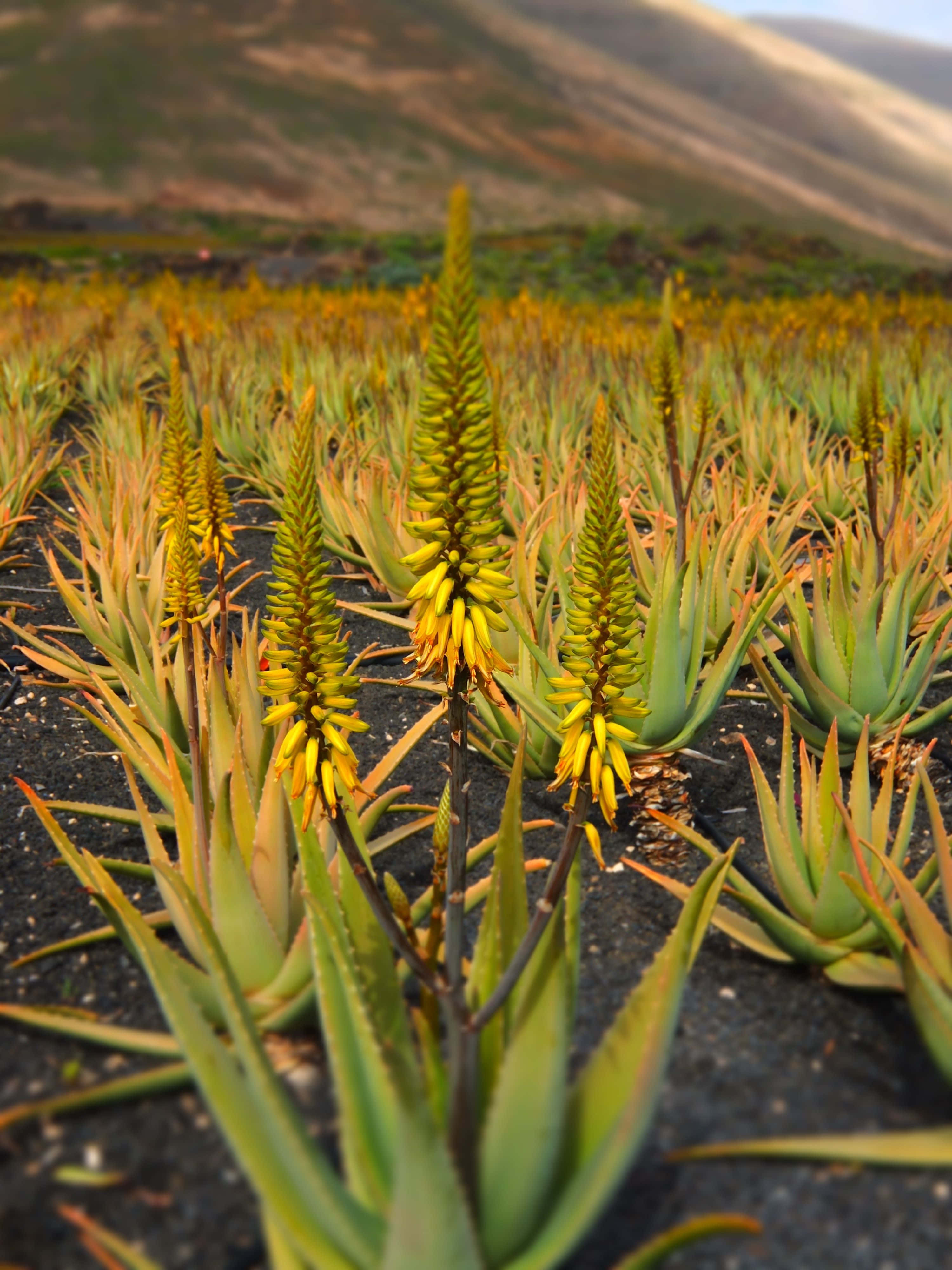 Aloe Vera 桌布 壁紙 — 鮮黃色的蘆薈花在尖刺的綠色莖頂盛開，背景是溫暖陽光下的火山丘陵。