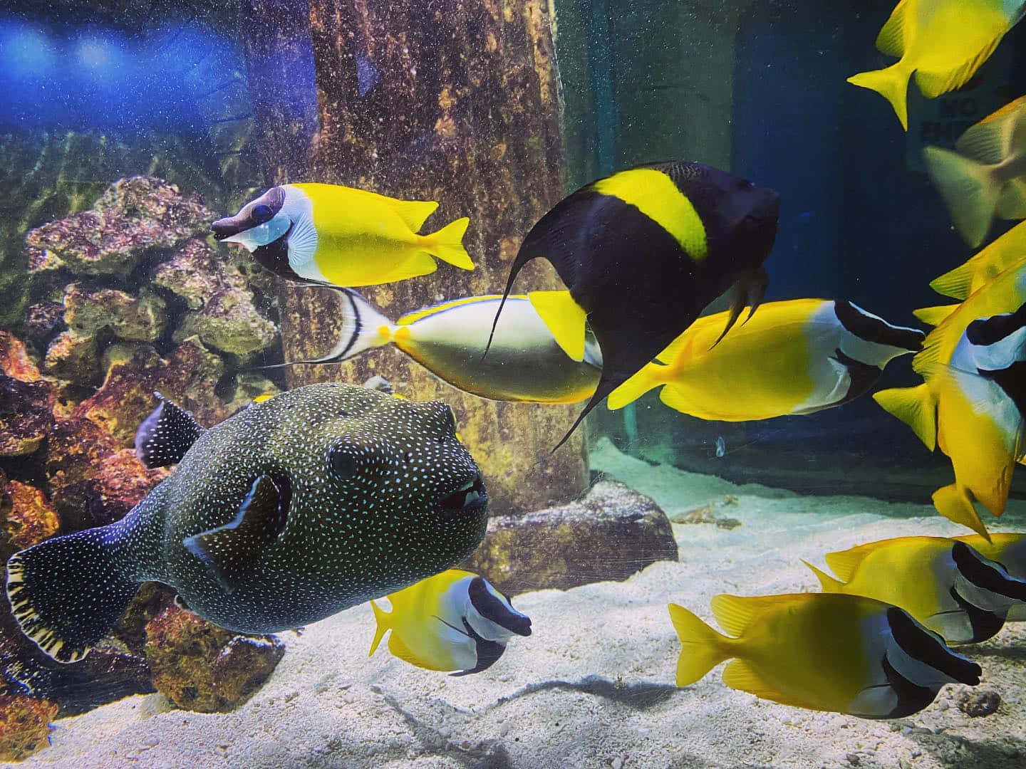  壁紙 — 鮮豔的黃色和黑色熱帶魚在清澈的水族箱中，優雅地在珊瑚和岩石附近的一條斑點河豚周圍游動。