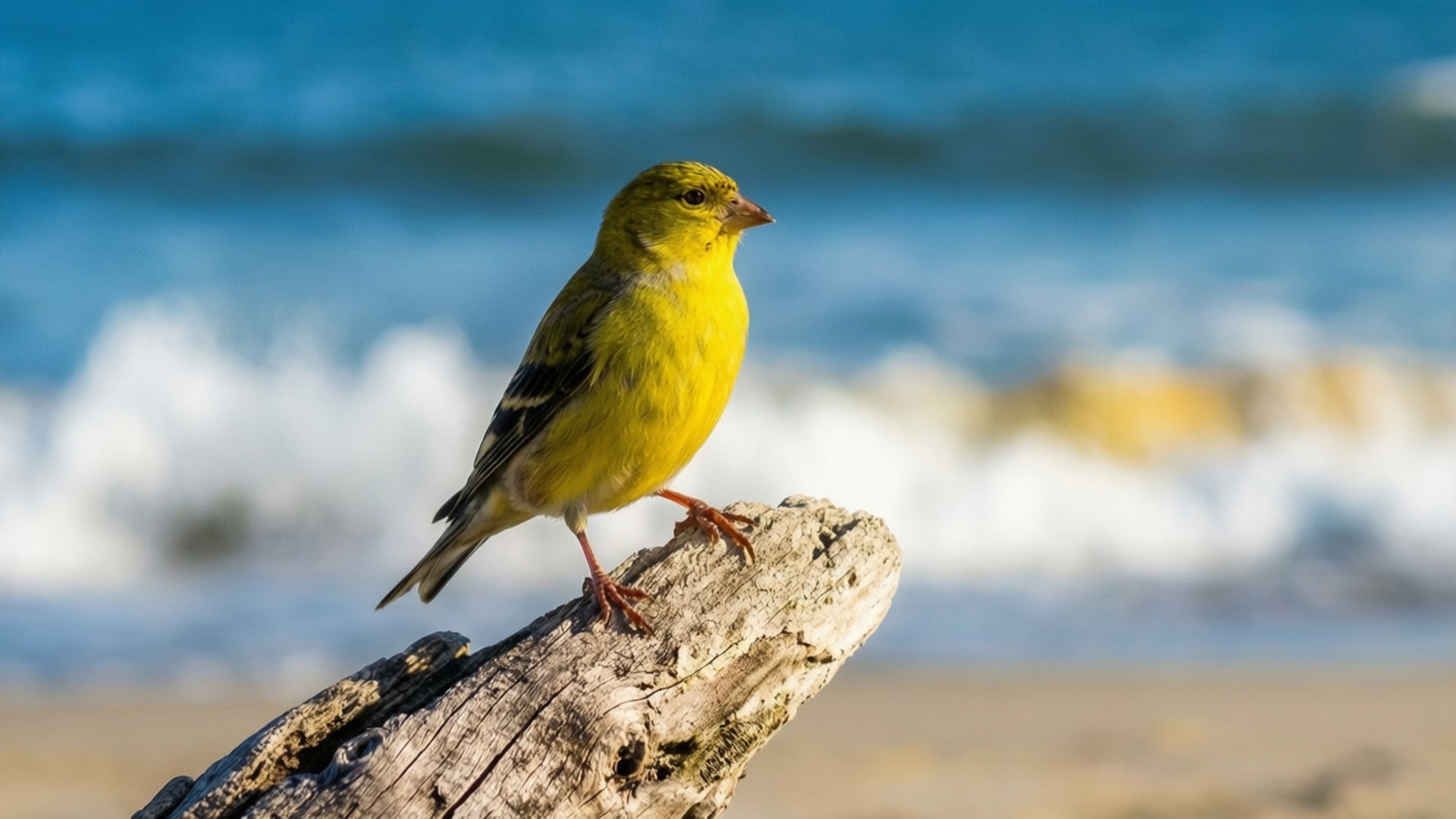 Goldfinch on Driftwood 壁紙 — 一隻鮮黃色的鳥棲息在風化的浮木上，背景是模糊的藍色海洋。