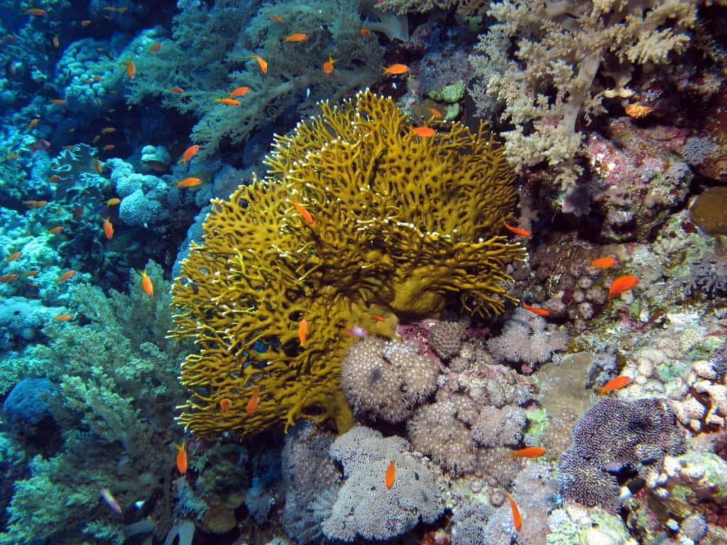  壁紙 — 在清澈的藍色海水下，充滿橙色魚類和多樣海洋生物的鮮黃色珊瑚礁。