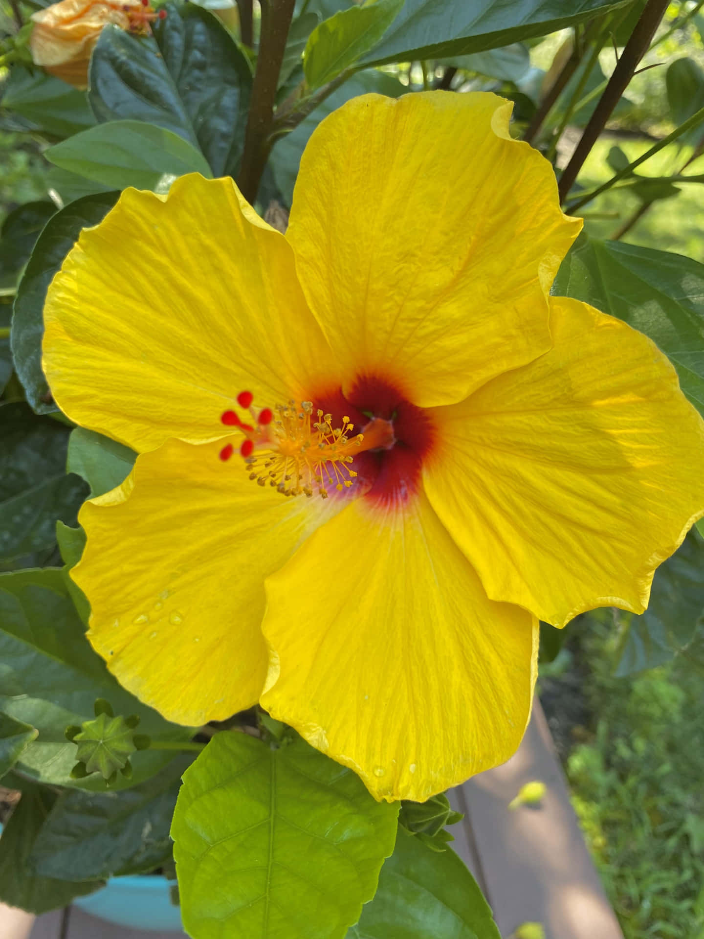  壁紙 — 一朵鮮豔的黃色芙蓉花，帶有深紅色花心，在明亮的陽光下於茂密的綠葉中盛開。