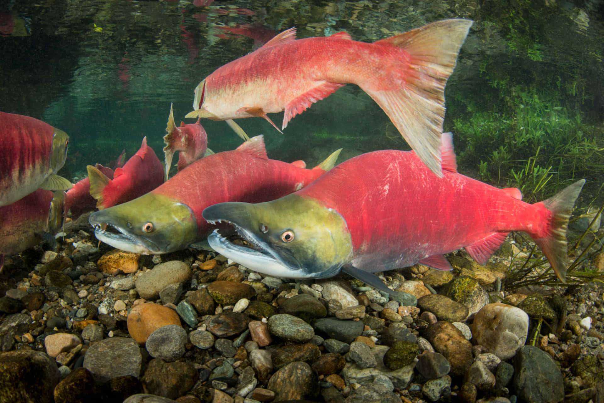  壁紙 — 鮮紅的鮭魚在清澈、陽光照耀的水中優雅地游過光滑的河石床。