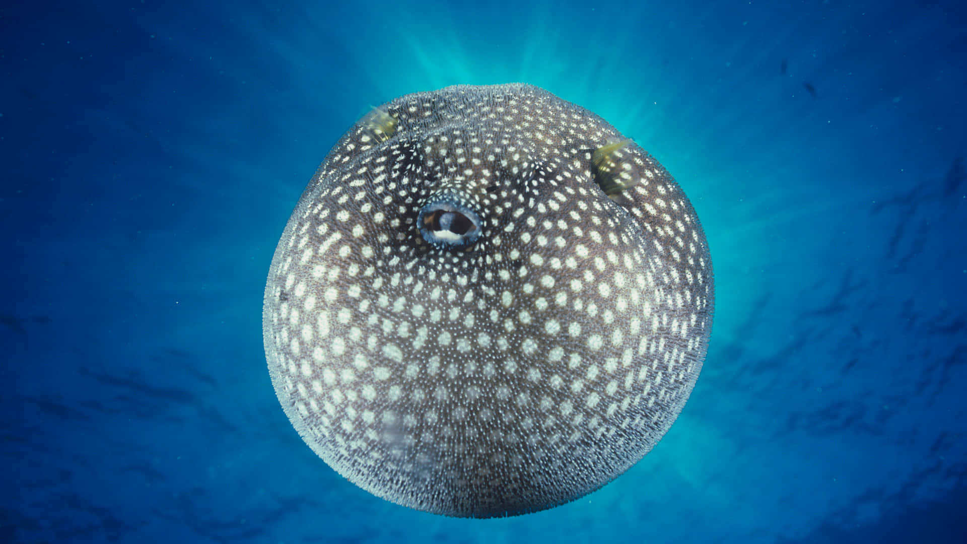  壁紙 — 一條有斑點的河豚在深藍色海水中寧靜地漂浮，陽光從上方過濾而下。