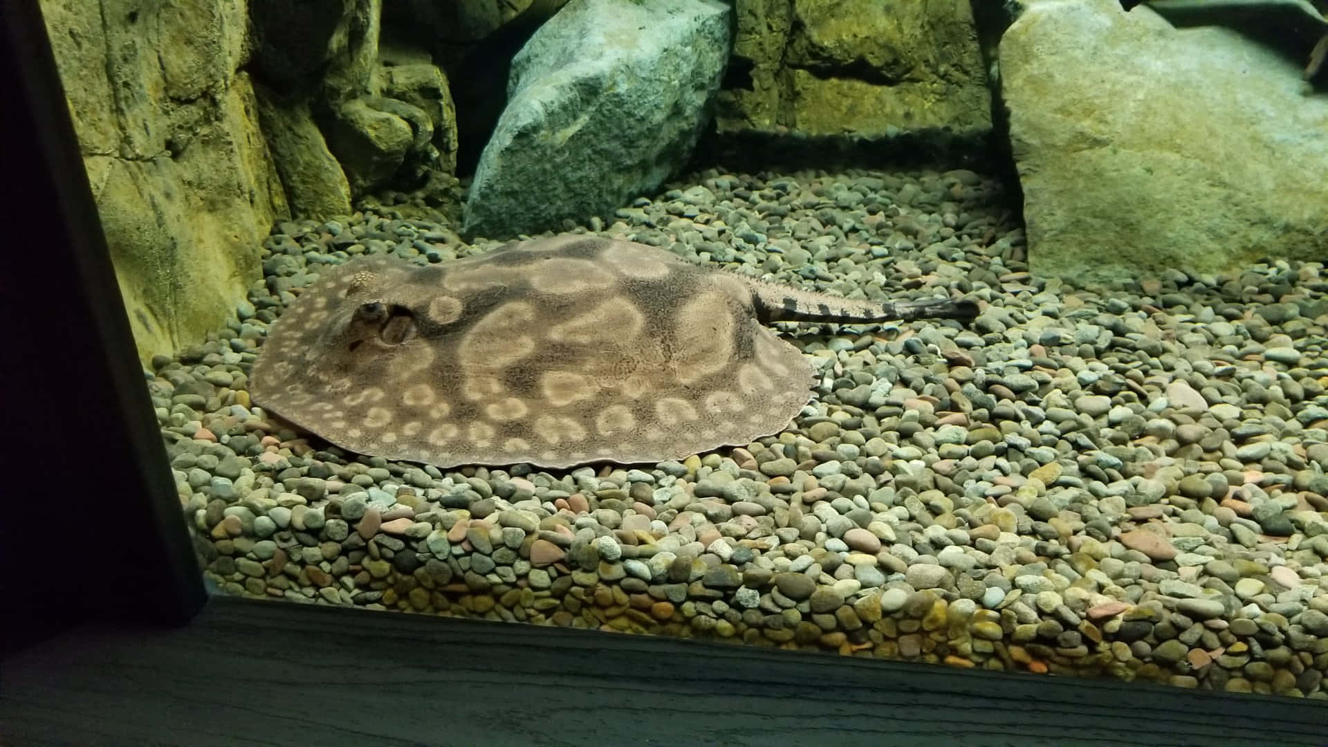  壁紙 — 一條斑點河魟在清澈水族箱的岩石懸垂下，偽裝在鵝卵石上休息。