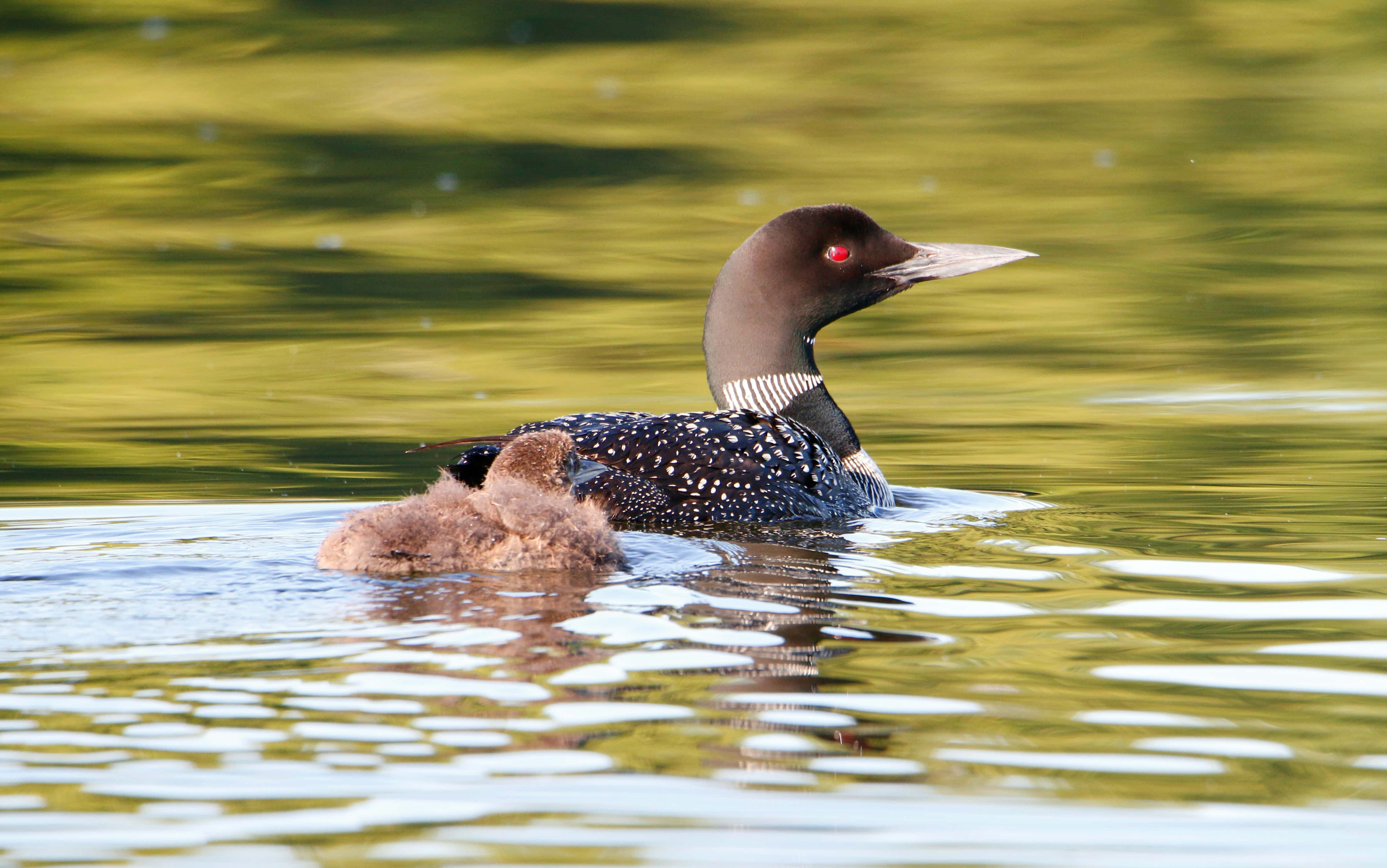 Loon 桌布 壁紙 — 一隻背部有斑點黑色、紅眼的潛鳥，在金綠色的水面上滑行，旁邊有一隻毛茸茸的棕色雛鳥依偎著。
