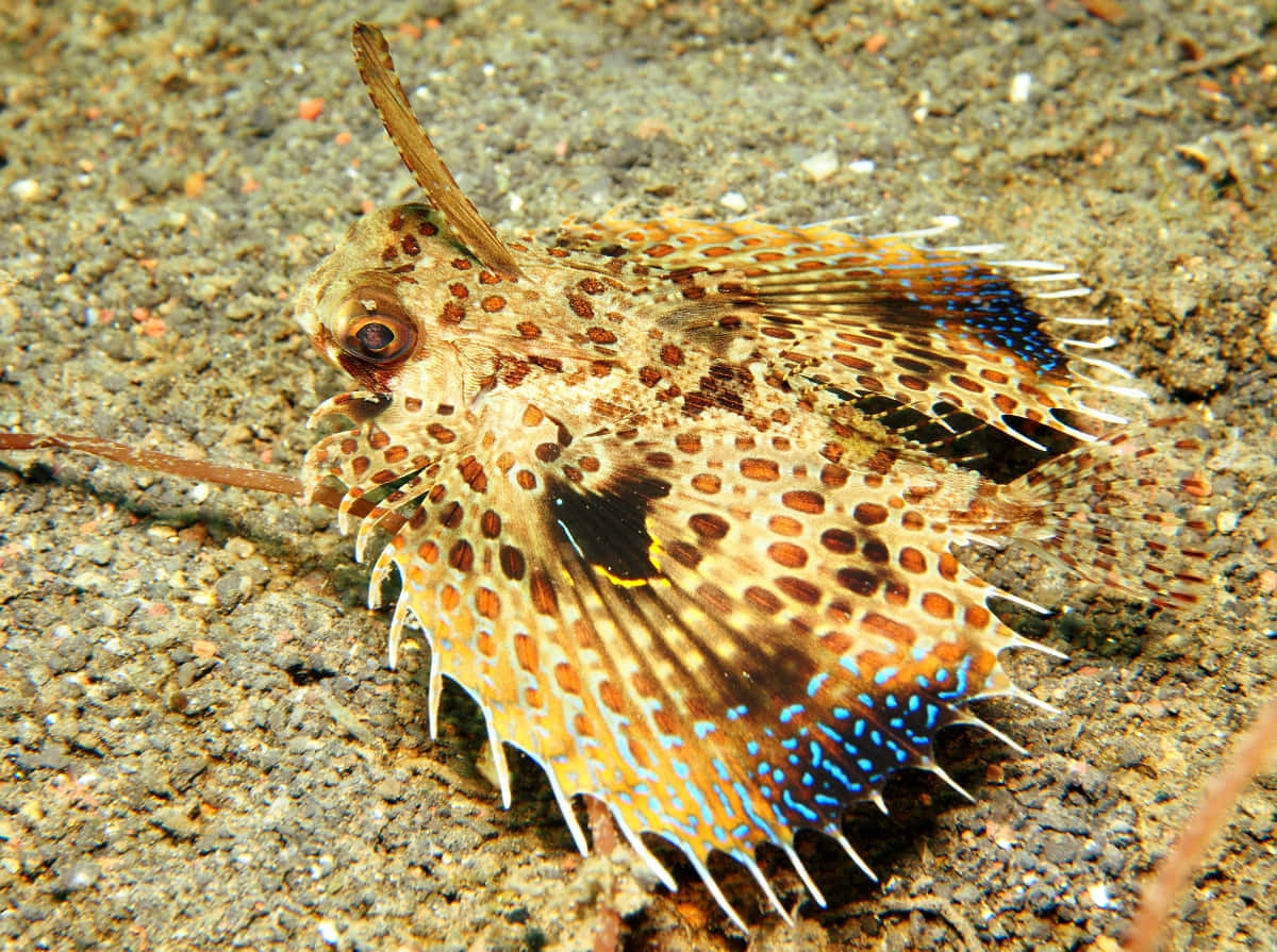  壁紙 — 一條有斑點的獅子魚偽裝在沙質海底休息，魚鰭上有鮮豔的藍色點綴。