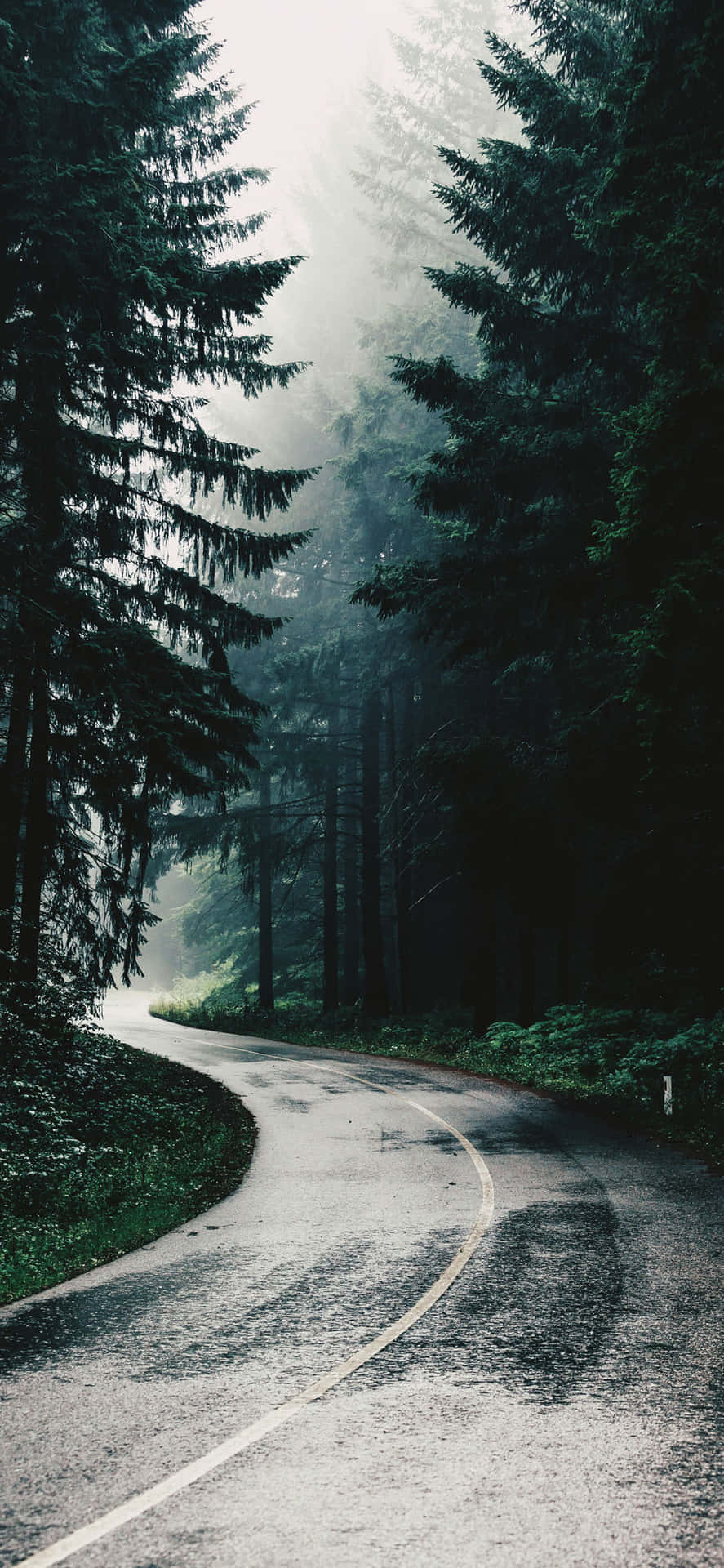 黃昏時分，蜿蜒道路穿過霧林，高大的常綠樹。 — iPhone X 壁紙