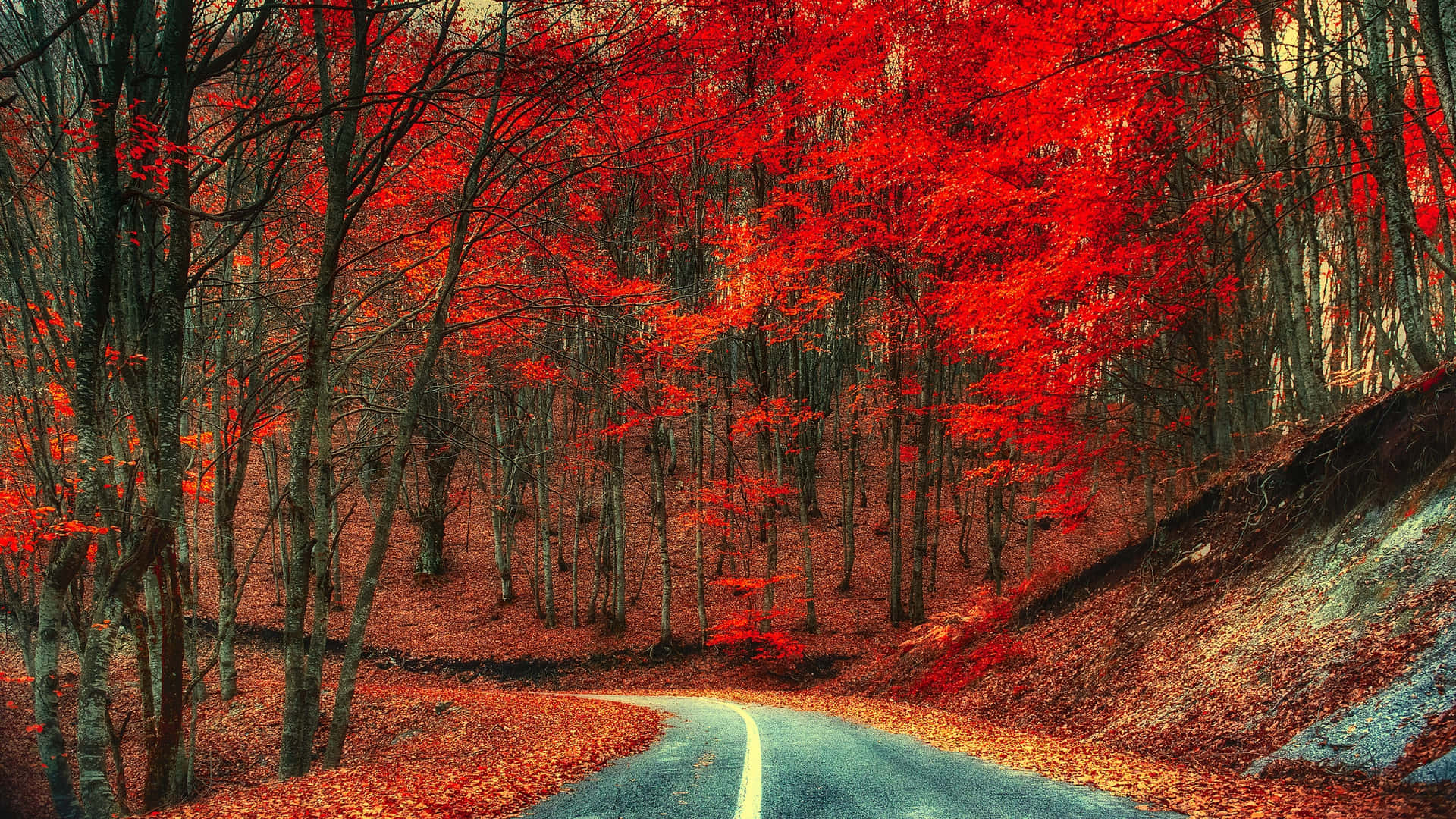  壁紙 — 一條蜿蜒的道路穿過一片在柔和日光下燃燒著火紅秋葉的森林。