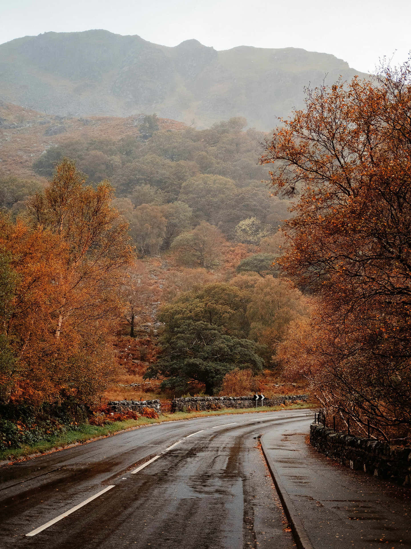  壁紙 — 一條蜿蜒潮濕的道路蜿蜒穿過秋日樹林，背景是霧濛濛的山巒。