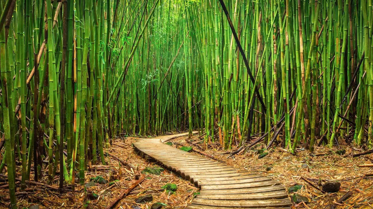  壁紙 — 一條蜿蜒的木棧道穿過茂密的竹林，翠綠的竹竿和斑駁的陽光透過樹冠灑落。