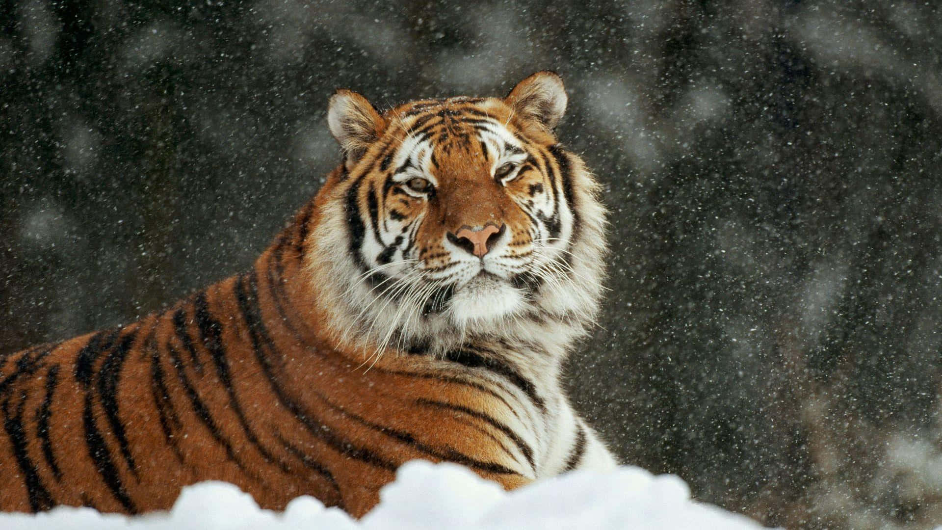  壁紙 — 一隻擁有橙色毛皮和黑色條紋的威猛老虎在深雪中休息，雪花在牠周圍飄落。