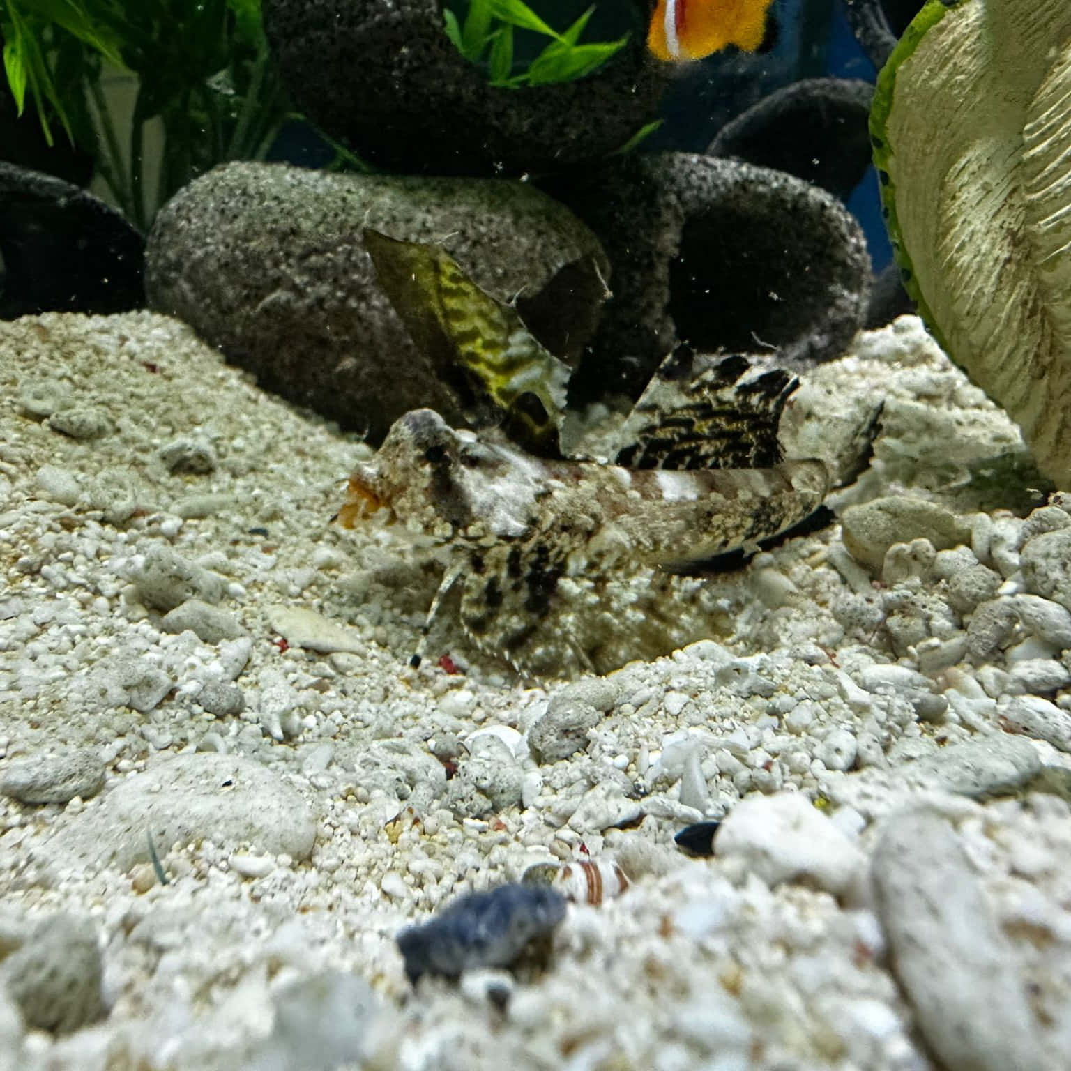  壁紙 — 一條偽裝的青蛙魚融入白色礫石和岩石中，在一個充滿活力的水族箱裡，背景有綠色植物和小丑魚。