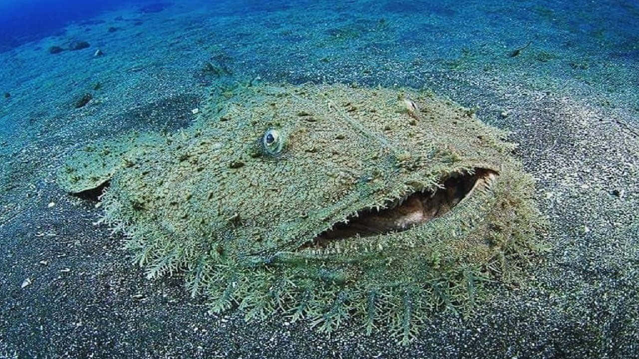  壁紙 — 一條偽裝的青蛙魚與沙質海底無縫融合，張開寬闊的嘴巴露出鋒利的牙齒。