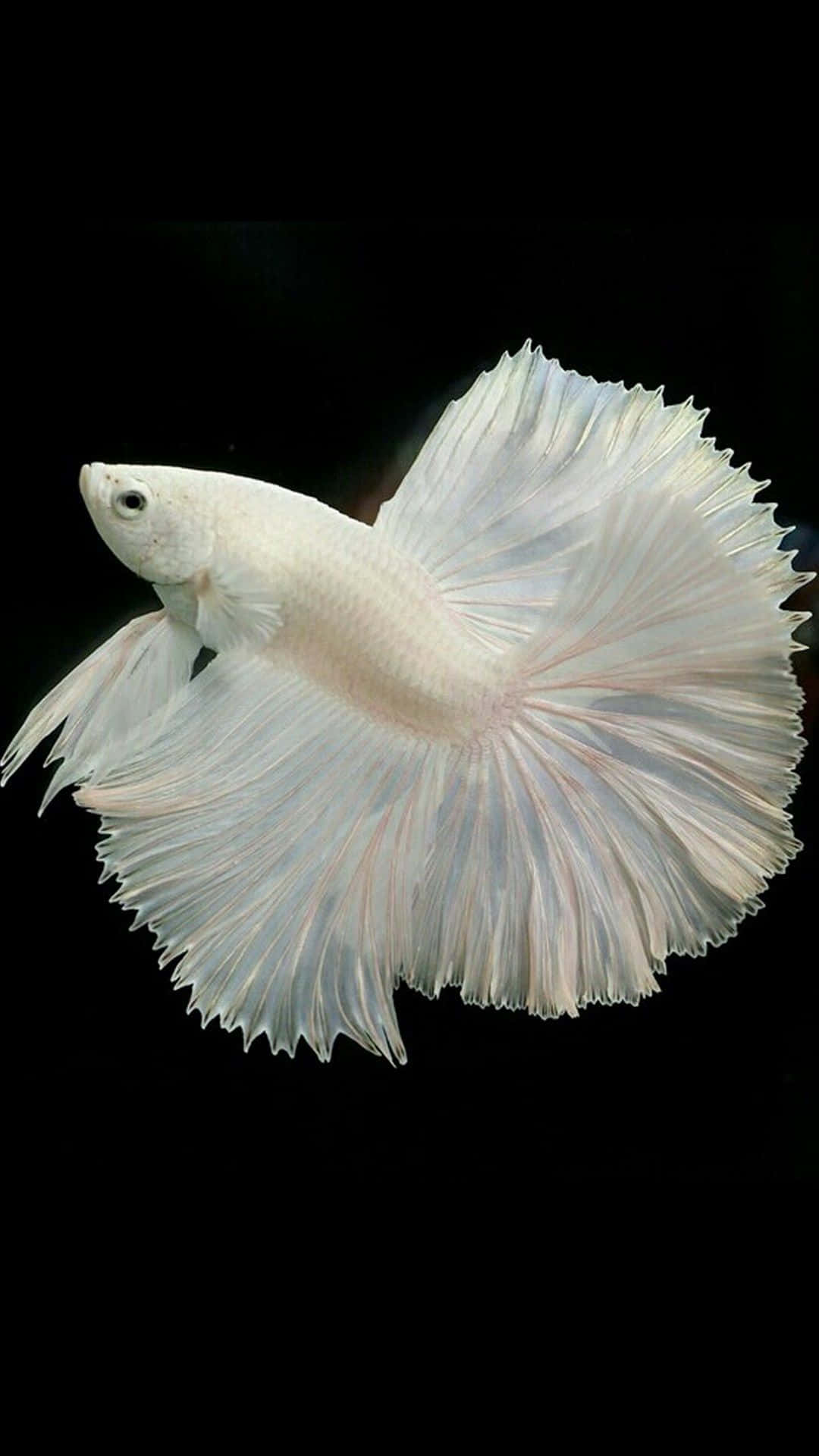  壁紙 — 一條純白色的鬥魚，帶有流暢的扇形魚鰭，在純黑背景下優雅滑行。
